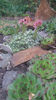 sempervivum mix
