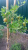 Ribes uva crispa (agris)
