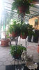 epipremnum aureum