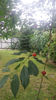 Prunus cerasus(visin)