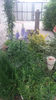 Delphinium(nemtisor) "high society"