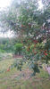 Prunus cerasus(visin)