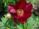 Scarlet Heaven