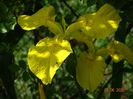 iris pseudacorus