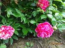 Rosea Plena