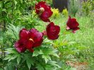 Scarlet Heaven