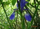 iris sibirica Blue King