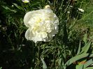 Duchesse de Nemours