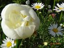 Duchesse de Nemours