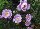 Burnet Irish Marbled