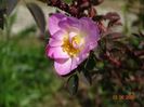 rosa rubrifolia Nova