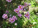 Burnet Irish Marbled