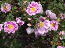 Burnet Irish Marbled