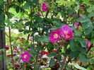 rosa pendulina Harstad