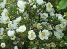 spinossisima Repens
