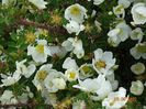 spinossisima Repens