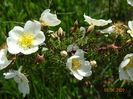 spinossisima Repens