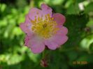 seedling