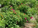 Splendens