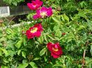 Splendens