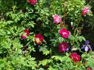 Splendens