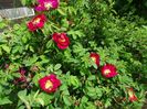 Splendens