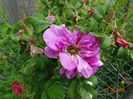 Belle Poitevine