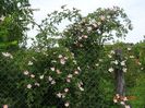 rosa canina