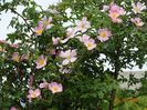 rosa canina