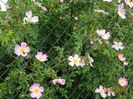 rosa canina