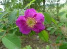 rosa pendulina