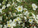 spinossisima Repens