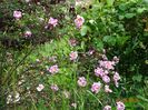 Burnet Irish Marbled