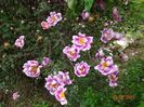 Burnet Irish Marbled