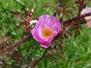 rosa rubrifolia Nova