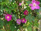 rosa pendulina Harstad