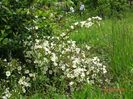 spinossisima Repens