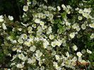 spinossisima Repens