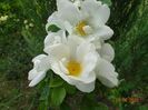 spinossisima Repens