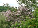 kolkwitzia amabilis Pink Cloud