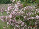 kolkwitzia amabilis Pink Cloud