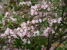 kolkwitzia amabilis Pink Cloud