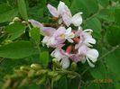 robinia hillieri