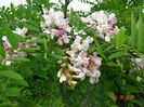 robinia hillieri