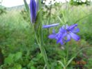triteleia Royal Blue