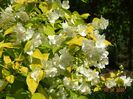 philadelphus Aureus