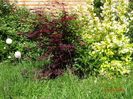 acer palmatum Trompenburg si philadelphus Aureus