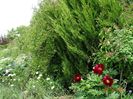 paeonia itoh Scarlet Heaven