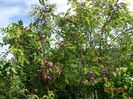 robinia hispida