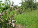 weigela florida